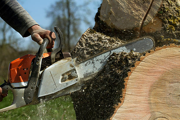 How Our Tree Care Process Works  in  Gilroy, CA